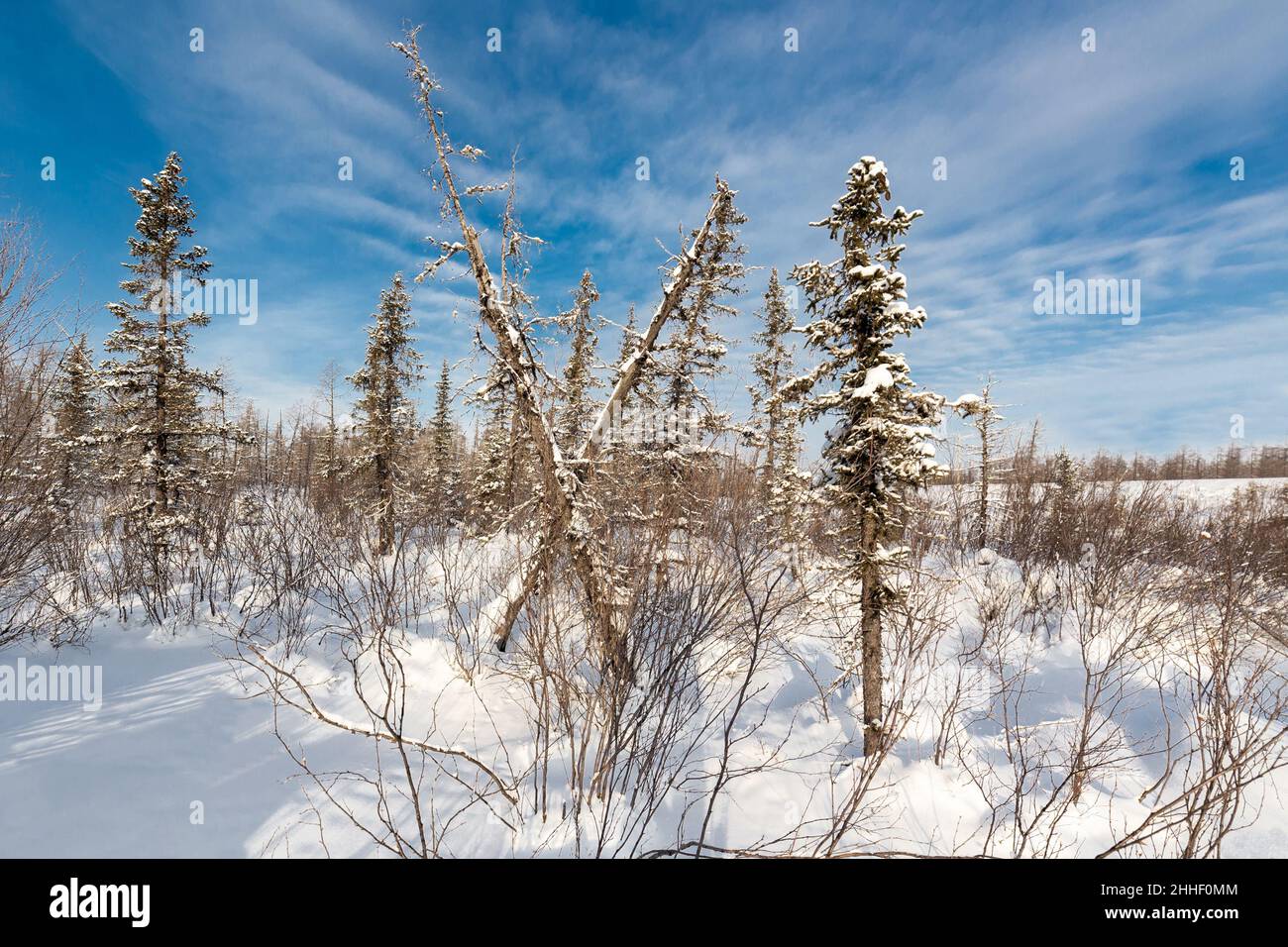 Verschneite Bäume im Winterwald in Form der römischen Ziffer 11 Stockfoto