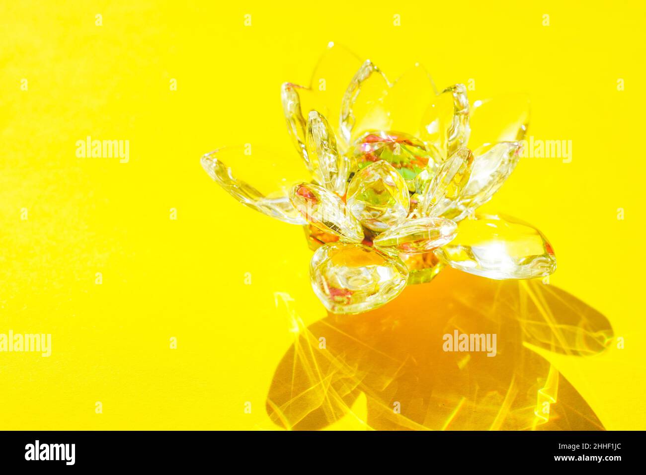 Kristalllotusblume auf einem gelben sonnigen Tisch. Stockfoto