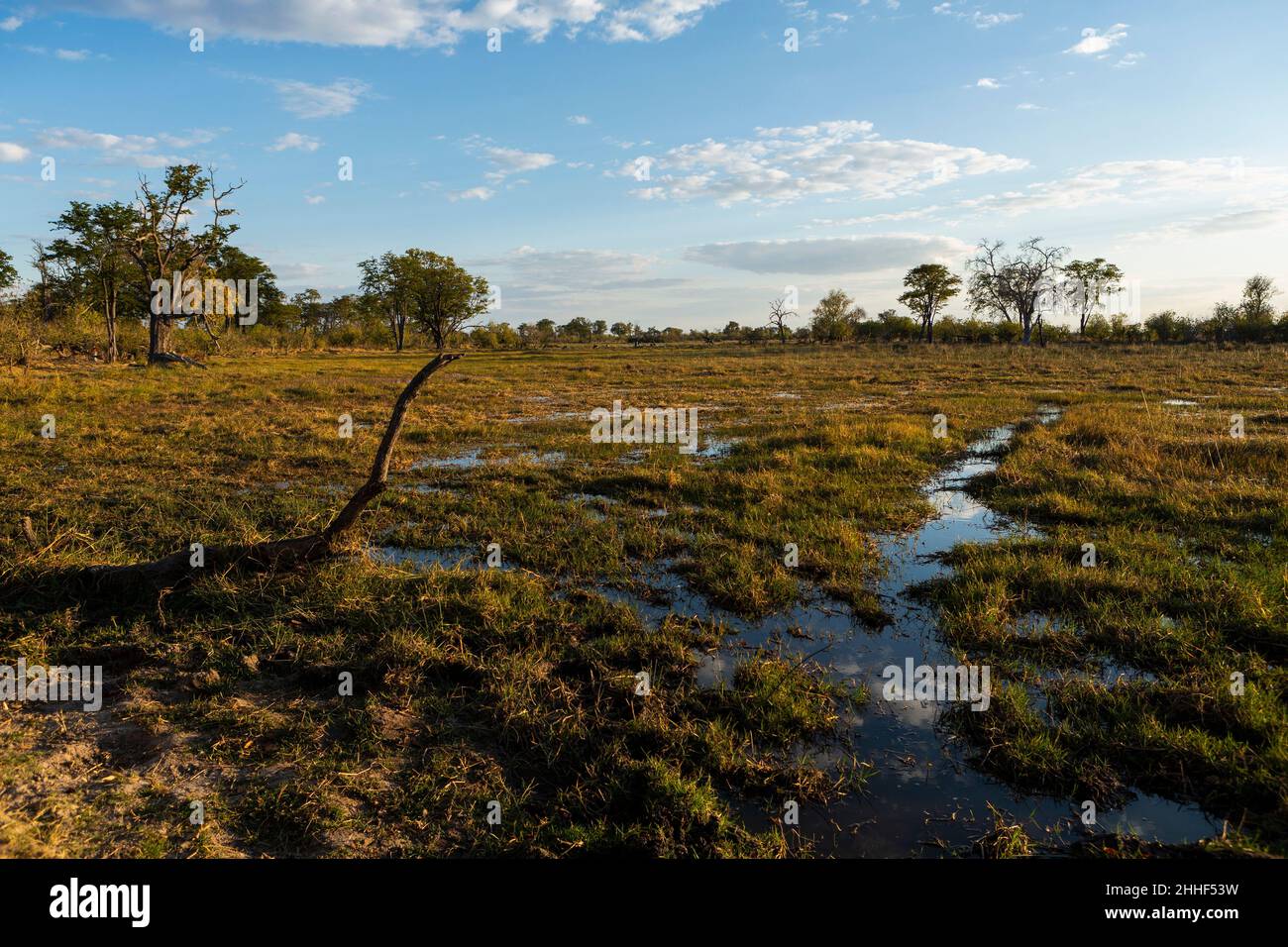 Die Landschaft des Binnendeltas, flache Wasserbecken, Feuchtgebiete des Okavango-Deltas. Stockfoto