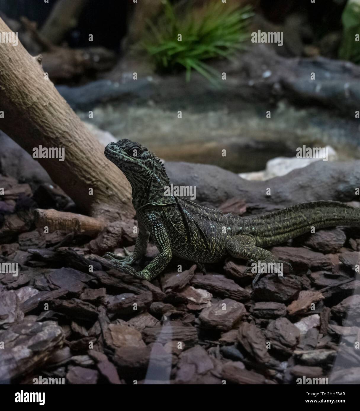 Rhinoceros Leguan in Naples Zoo - Leguan rinoceronte allo Zoo di Napoli Stockfoto