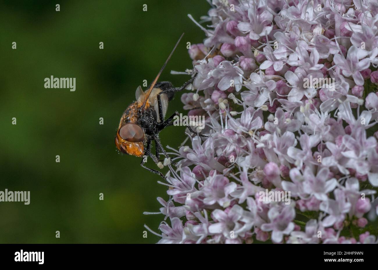 Große Rattenfliegen, Volucella pellucens, Fütterung auf Baldrian in Waldlichtung, Sommer. Stockfoto