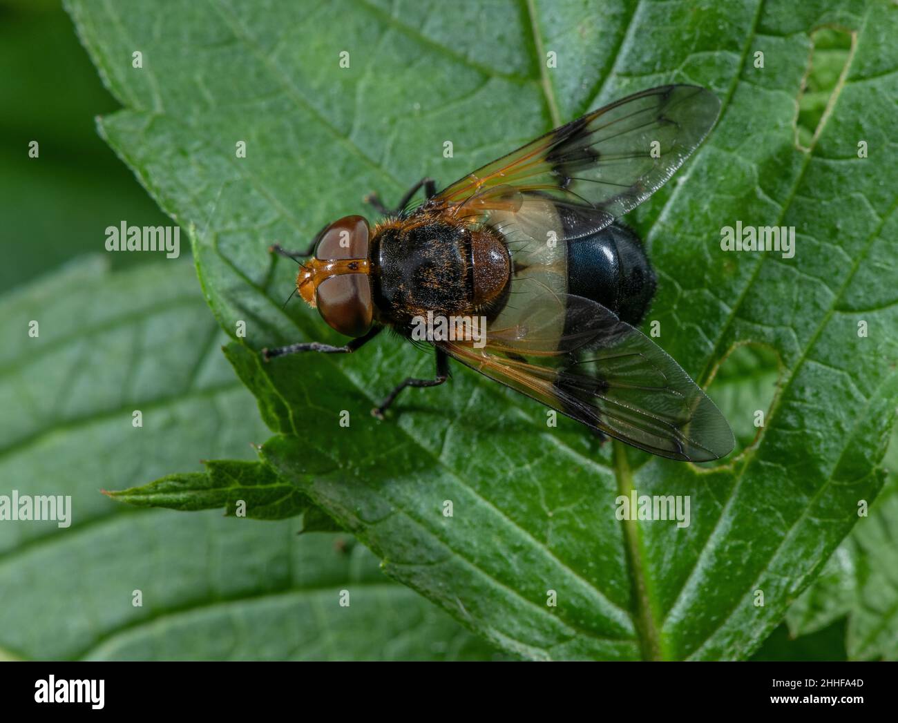 Große Laubhühner, Volucella pellucens, sonnen sich auf Blättern in Waldlichtung, Sommer. Stockfoto