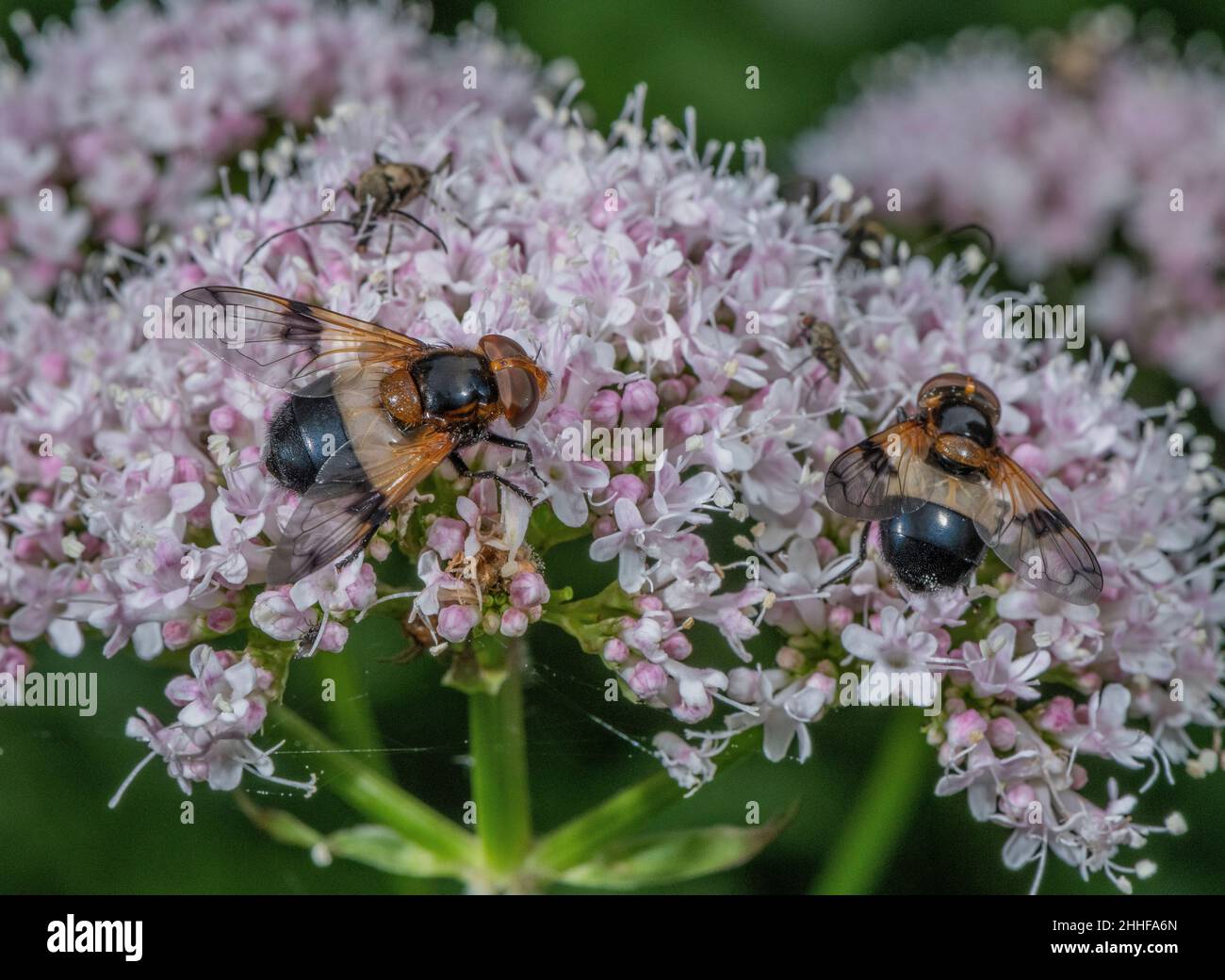 Große Rattenfliegen, Volucella pellucens, Fütterung auf Baldrian in Waldlichtung, Sommer. Stockfoto