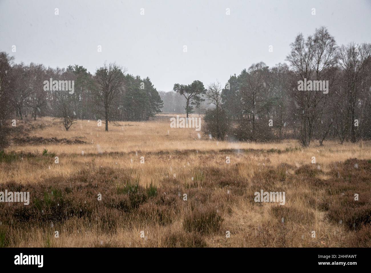 Der Huehnerbruch in der Wahner Heide, Schneefall, Troisdorf, Nordrhein-Westfalen, Deutschland. Bis etwa 1930 Birkhuhn lebte ich Stockfoto