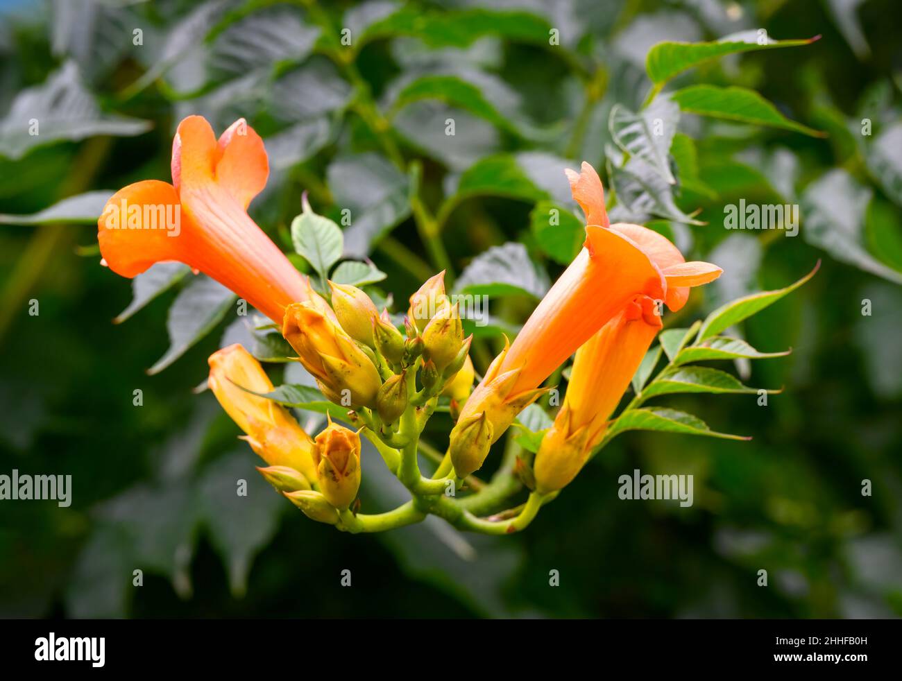 Orange Pipe Vine, (Pyrostegia venusta), in voller Blüte und fotografiert gegen seine eigenen üppigen grünen Blätter Stockfoto