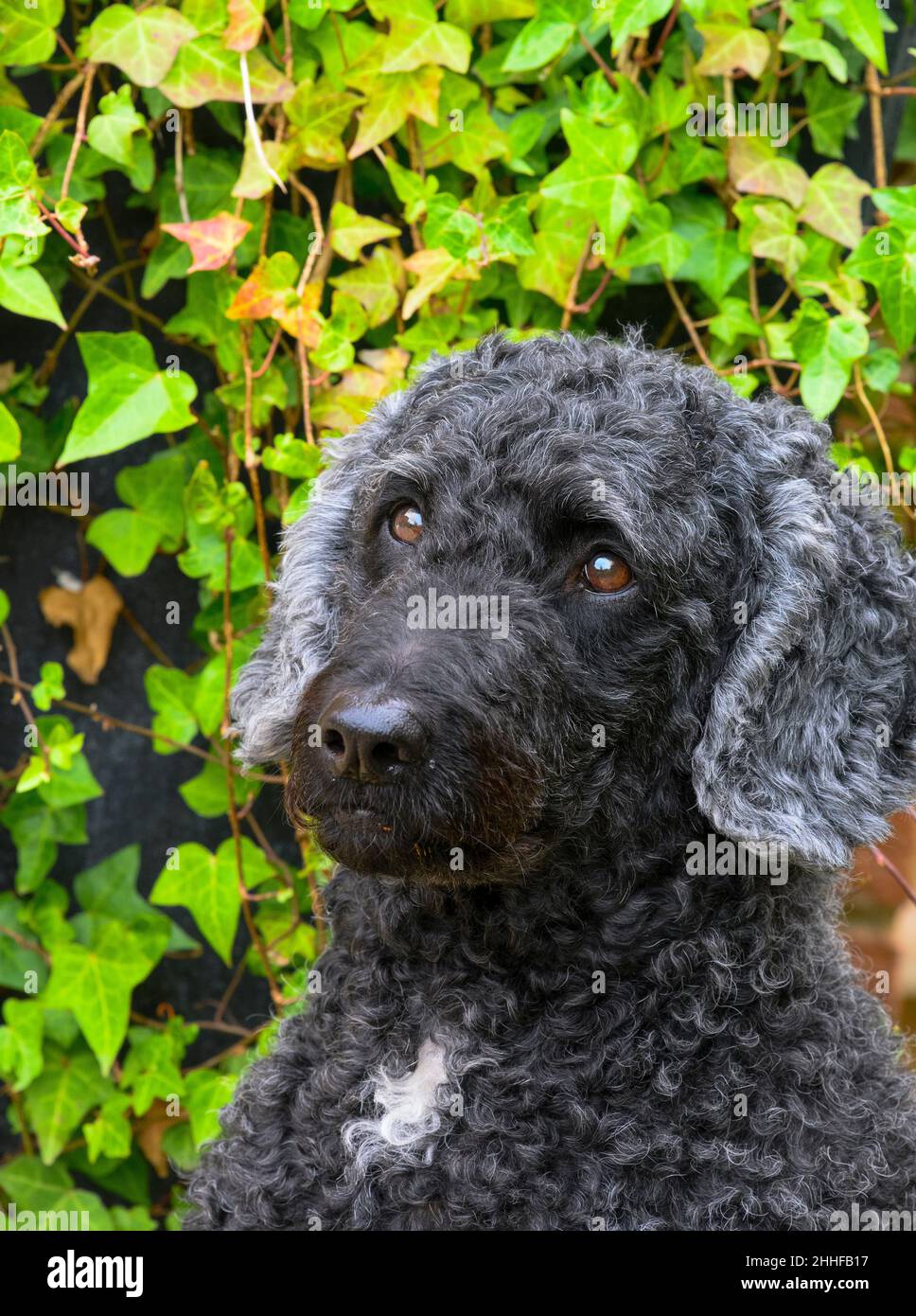 Porträt einer wunderschönen schwarzen Frau Labradoodle fotografiert gegen Ivy Stockfoto