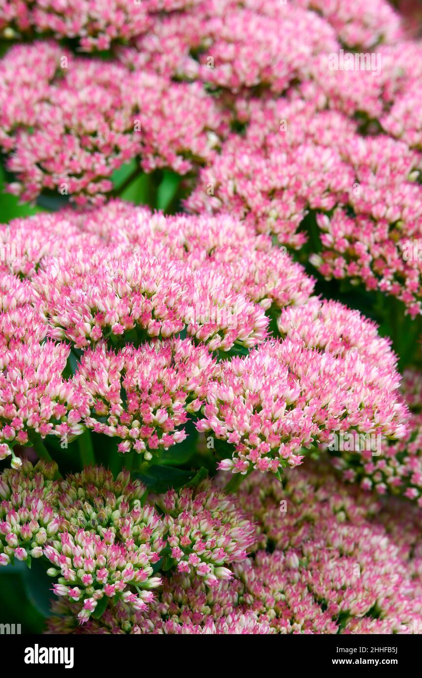 Ice Plant Hylotephium spectabile) in voller Blüte mit Massen kleiner rosa Blüten Stockfoto