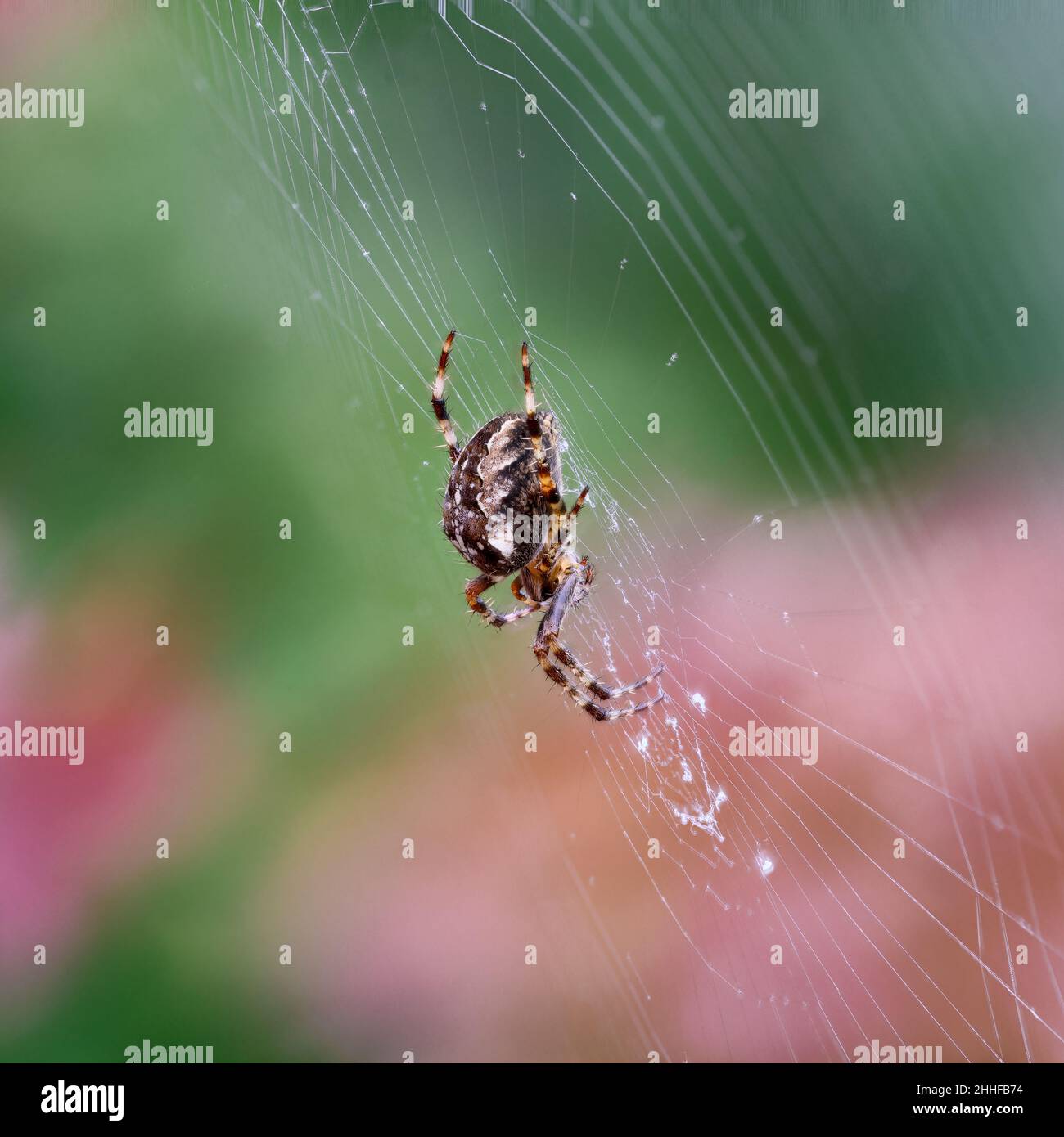 Seitenansicht einer weiblichen europäischen Gartenspinne (Araneus diadematus), die regungslos darauf wartet, dass ihre unvorsichtig Beute in ihrem Netz gefangen wird. Stockfoto