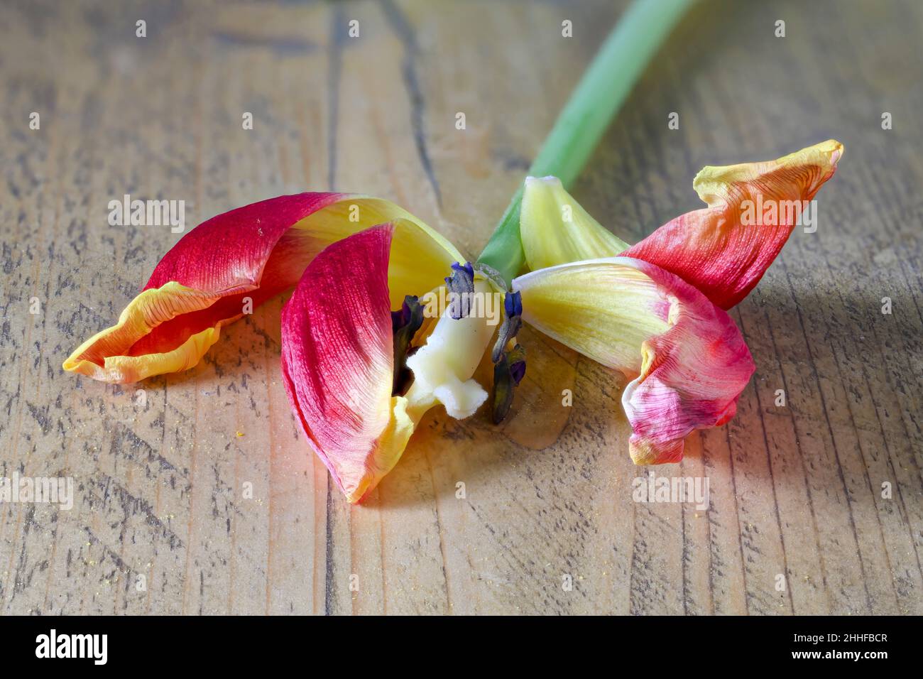 Tote Tulpe mit fehlenden Blütenblättern, die auf einem alten Holzbrett liegt Stockfoto