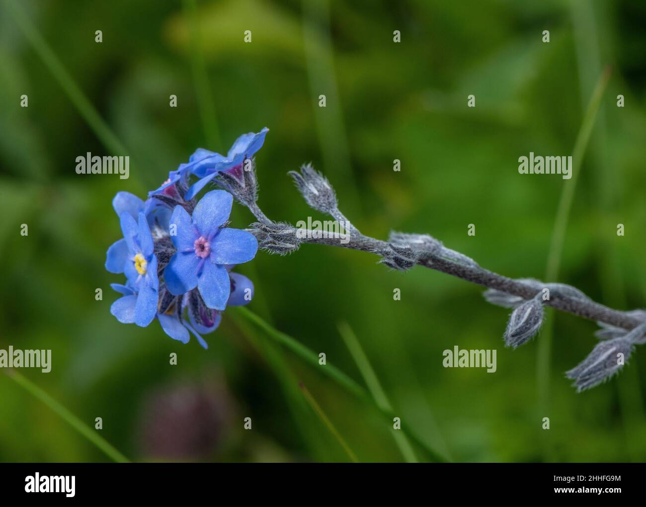 Alpine Forget-Me-Not, Myosotis alpestris, blühende Almwiesen. Stockfoto
