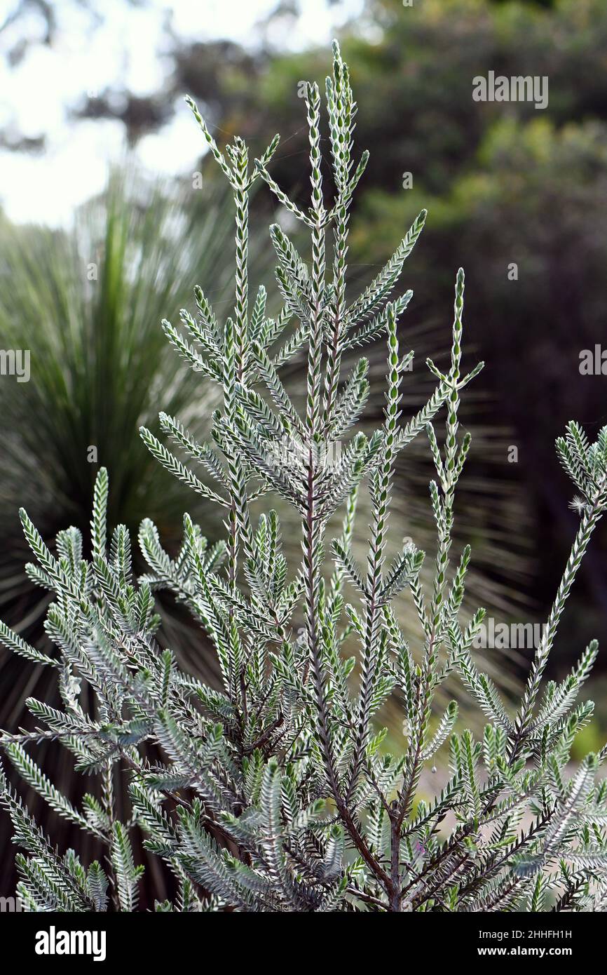 Attraktives graugrünes samtiges Laub des australischen einheimischen Strauchs Melaleuca velutina, Familie Myrtaceae. Der gebräuchliche Name ist Barrens Regelia Stockfoto