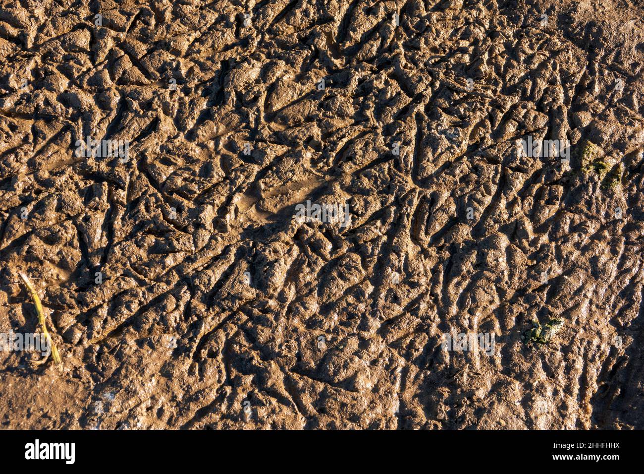 Mehrere überlappende Fußabdrücke von Vögeln in weichem braunen Schlamm Stockfoto