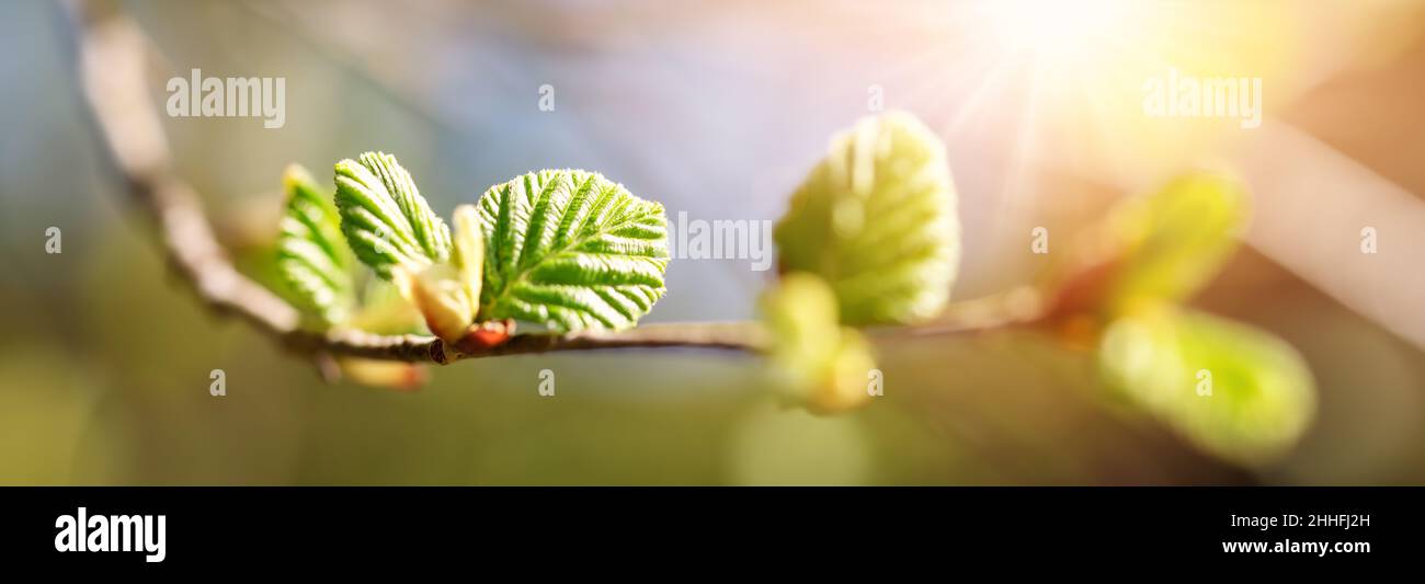 Nahaufnahme des Astes der Ulme mit jungen Blättern und Knospen. Stockfoto