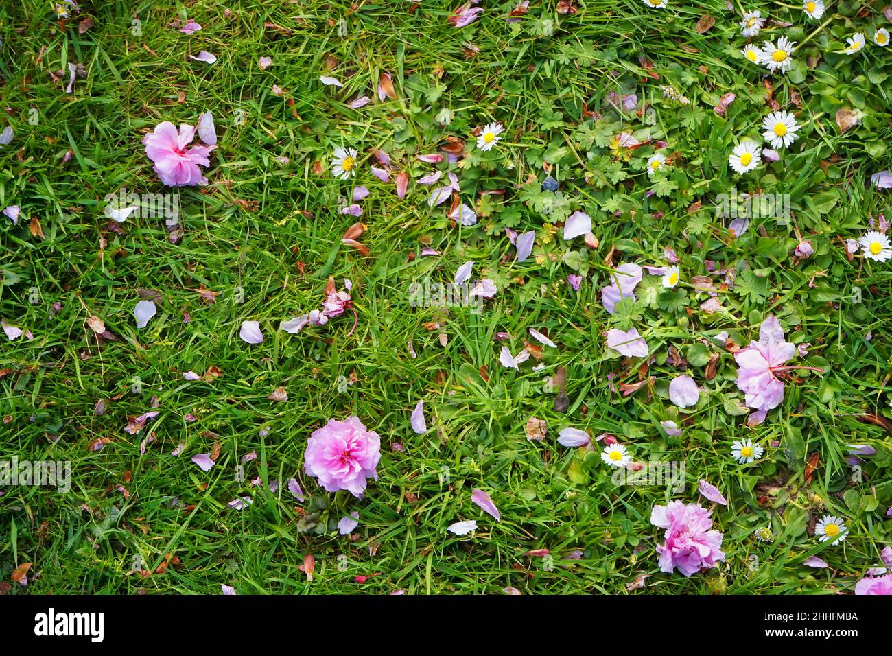 Eine wilde Frühlingswiese mit Kirschblüten und Gänseblümchen. Stockfoto