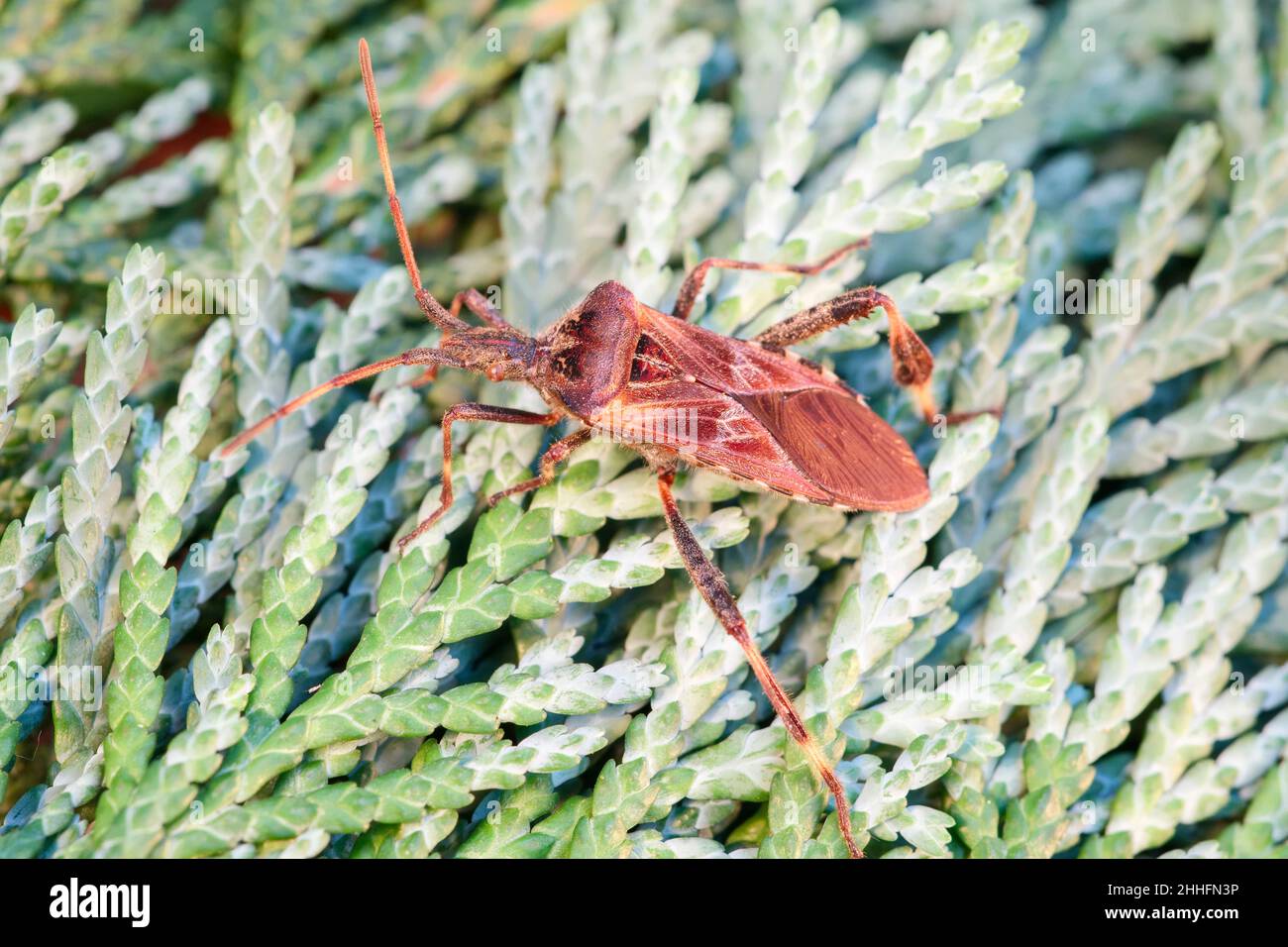 Leptoglossus occidentalis , westlicher Konifersamen-Bug  Norfolk UK Stockfoto