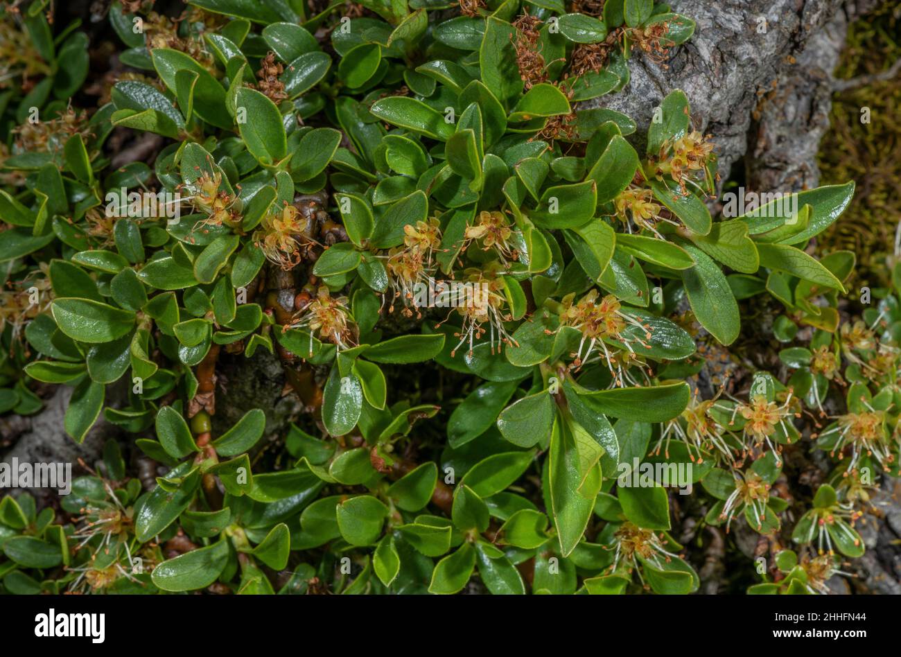 Männliche Blüten der Thymianblättrigen Weide, Salix serpyllifolia, in hochalpinem Grasland. Alpen. Stockfoto