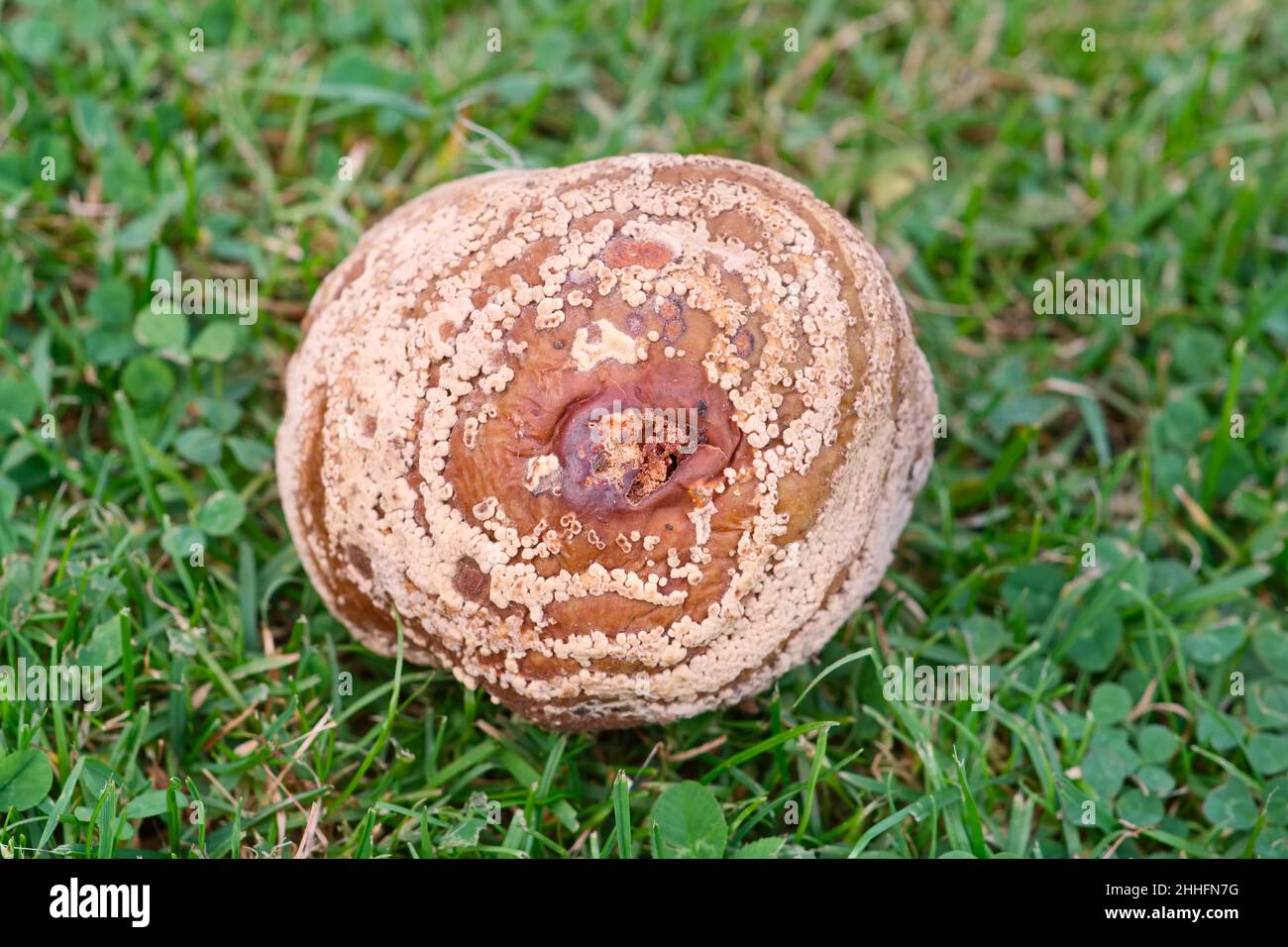 Pilzwachstum auf verfaulenden Windfall-Apfel Stockfoto
