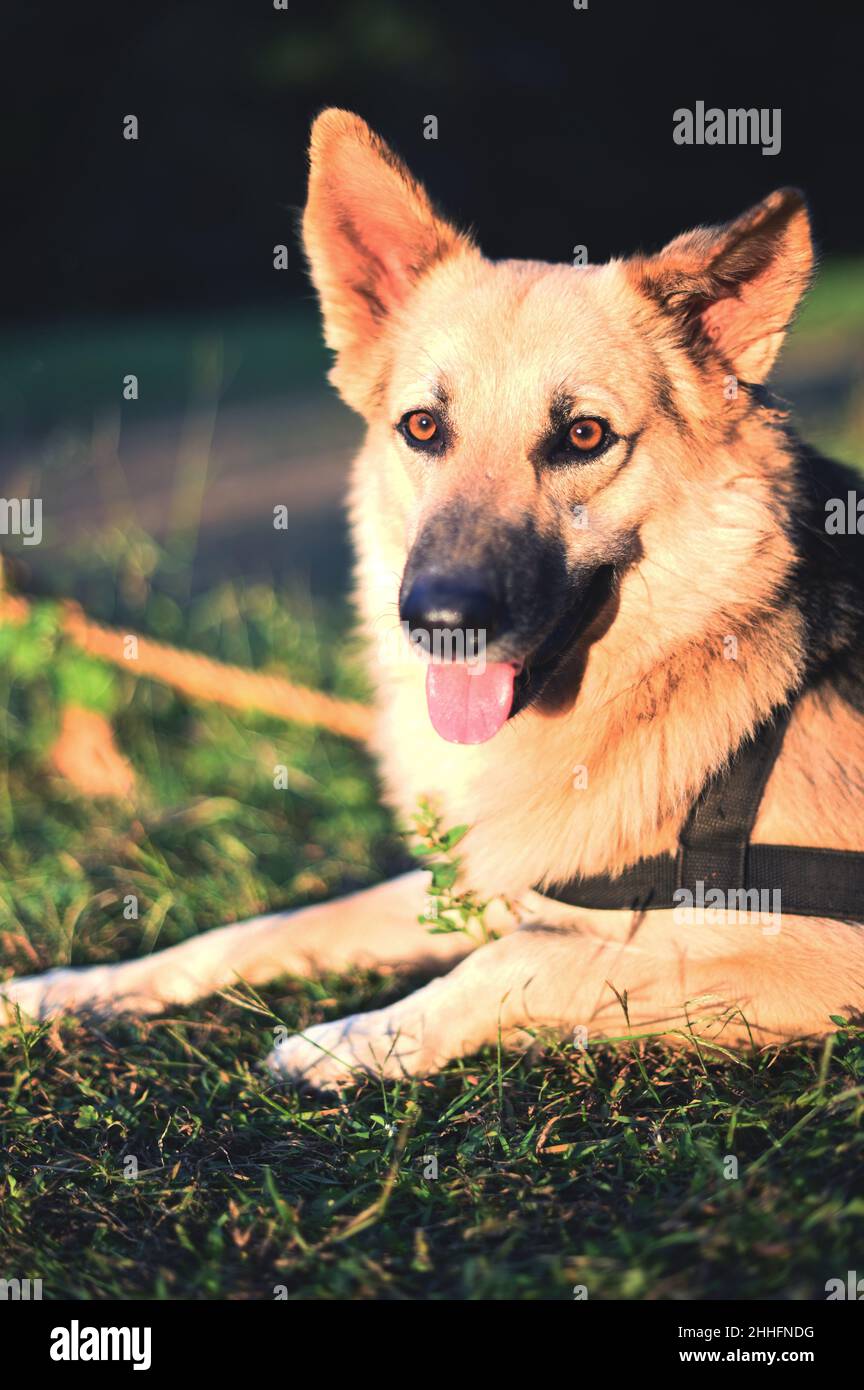 Porträt eines Deutschen Schäferhundes Stockfoto