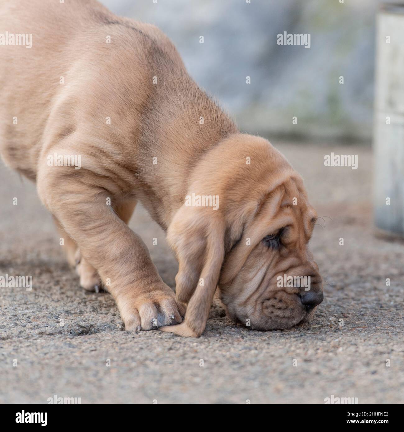 bloodhound Welpe schnüffelt Boden und tritt auf eigenes Ohr Stockfoto