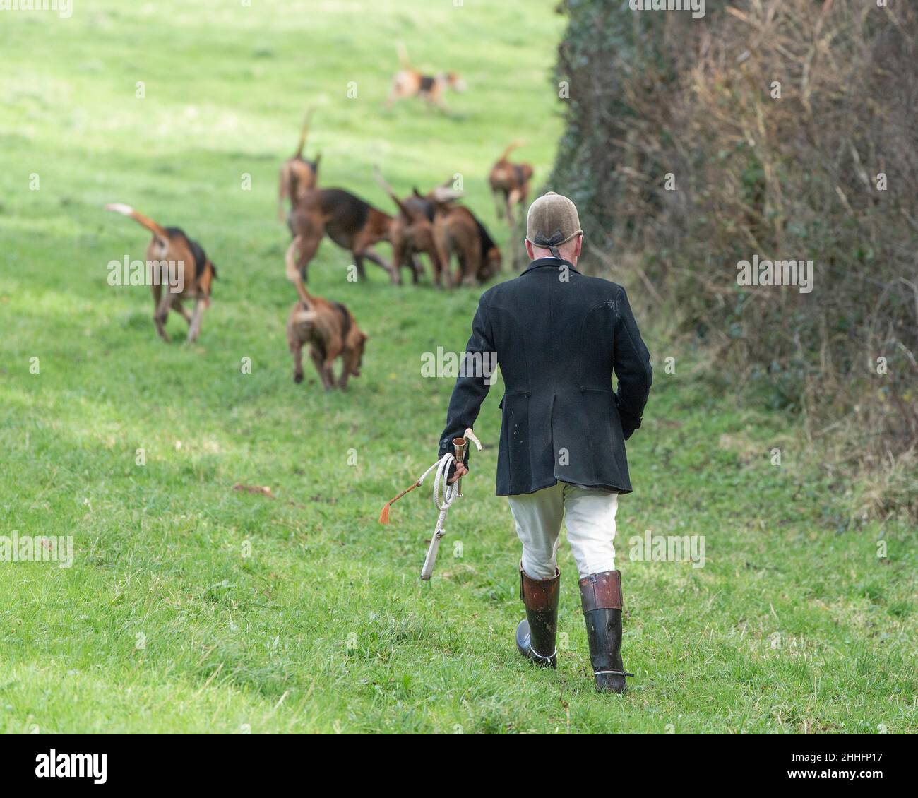 Huntsman und Foxhounds zu Fuß Stockfoto