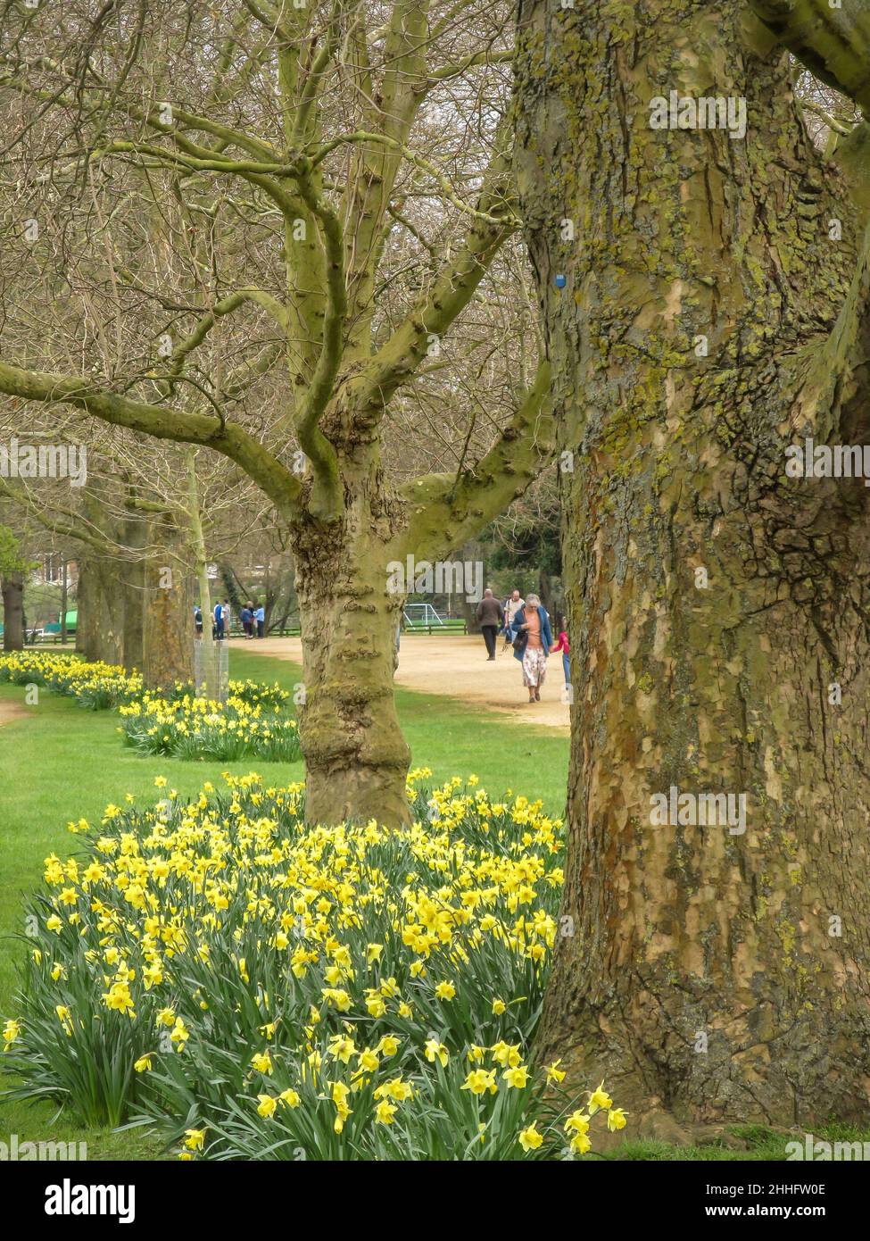 Narzissen in Blüte unter den Ulmen der Christ Church Wiese Broad Walk, in Oxford England. Stockfoto