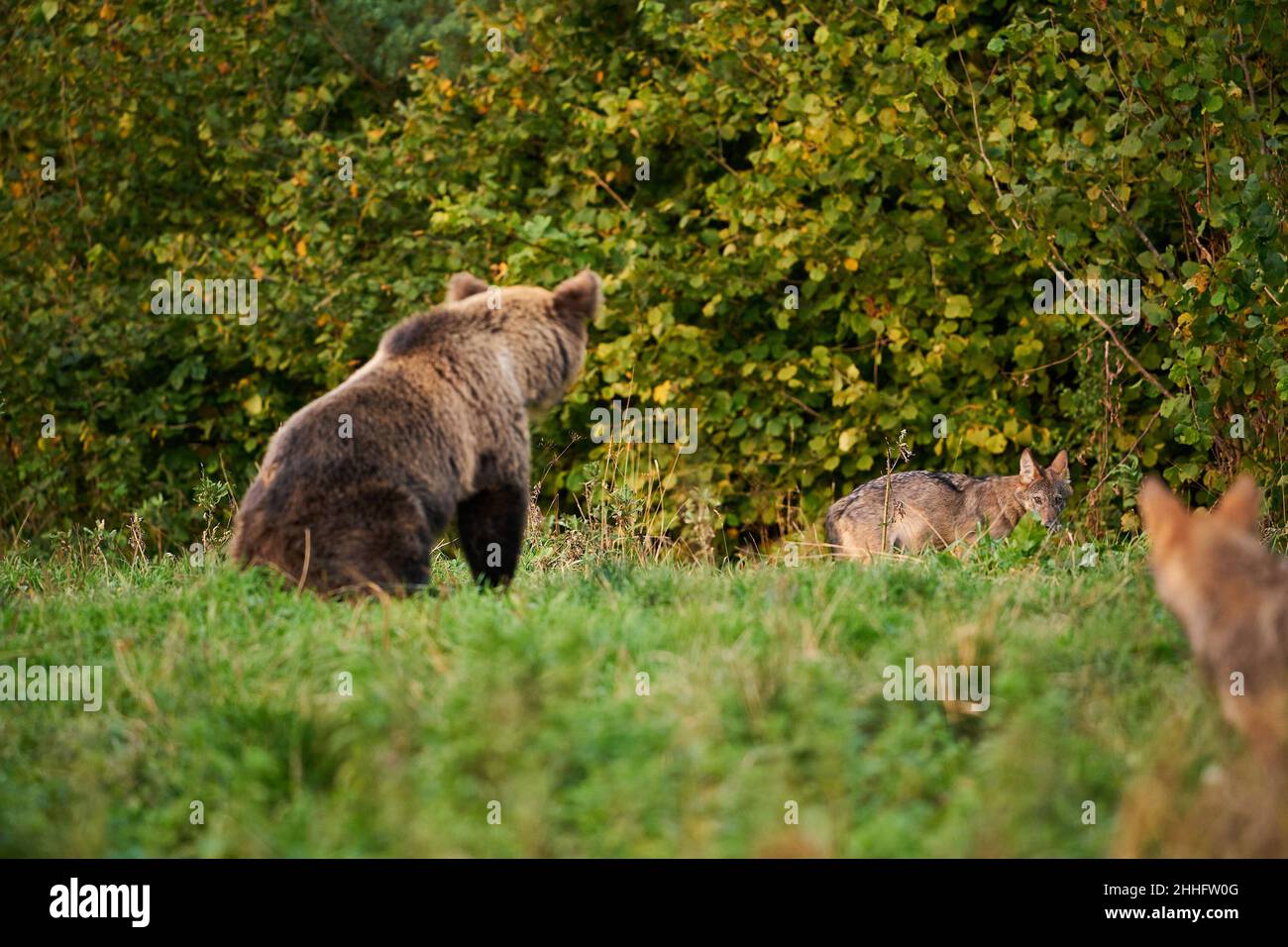 Wildlife-Szene aus der polnischen Natur. Gefährliches Tier in der Natur Wald und Wiese Lebensraum. Braunbär, Nahaufnahme Detail Porträt. Bär versteckt in gelb m Stockfoto