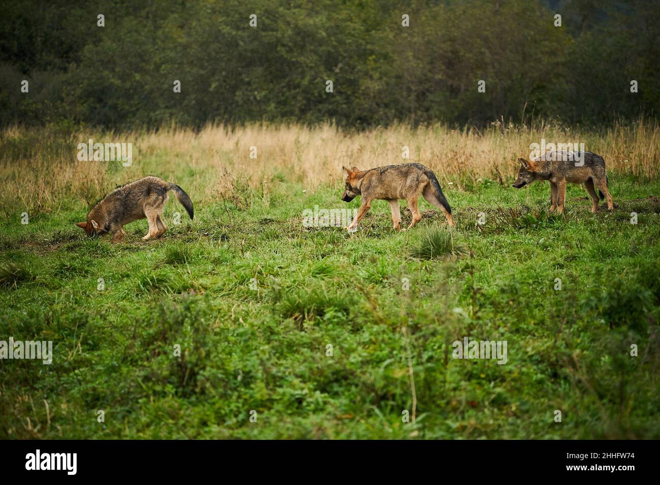 Drei Wölfe - Canis lupus versteckt in einer Wiese. Wildlife-Szene aus der polnischen Natur. Gefährliches Tier in der Natur Wald und Wiese Lebensraum. Grauer Wolf seufzt Stockfoto