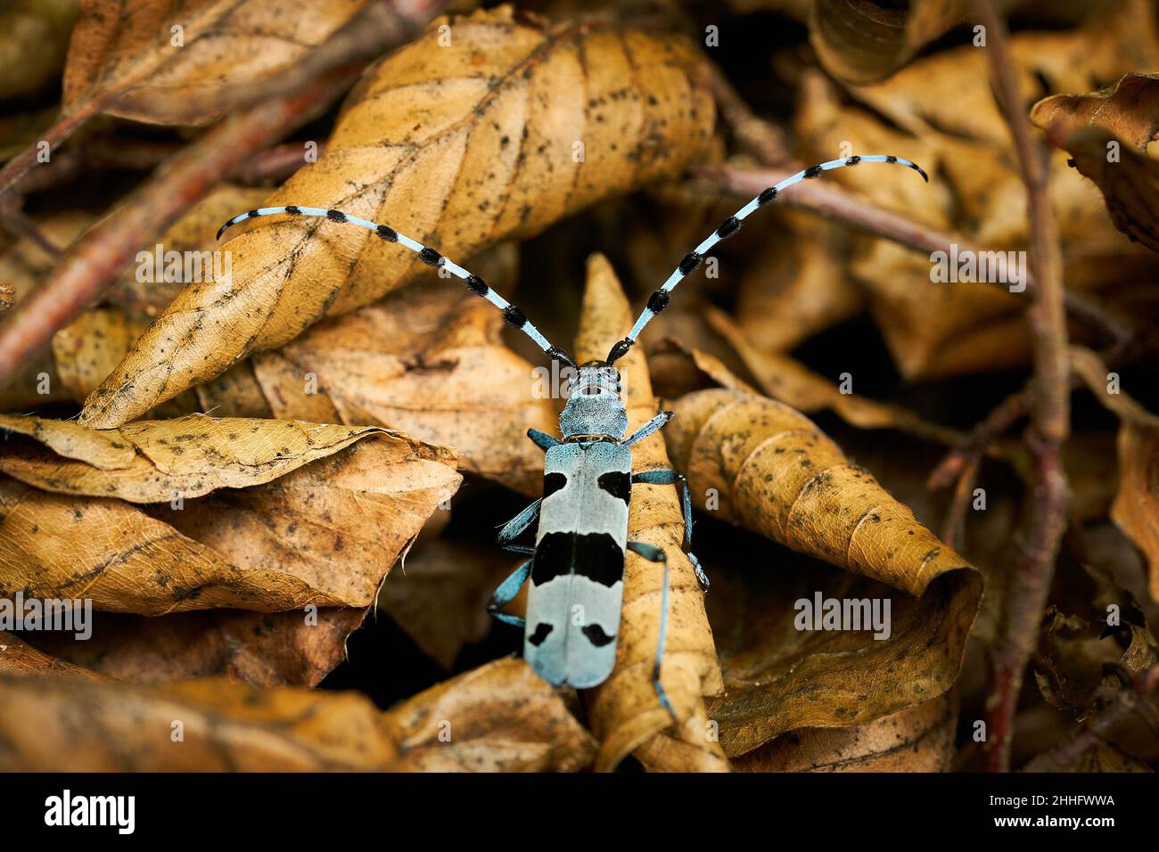 Rosalia longicorn (Rosalia alpina) während der Paarung. Blaukäfer. Sich paarende Insekten. Wildlife-Szene aus der wilden Natur. Stockfoto