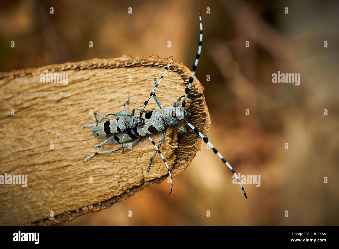 Rosalia longicorn (Rosalia alpina) während der Paarung. Blaukäfer. Sich paarende Insekten. Wildlife-Szene aus der wilden Natur. Stockfoto