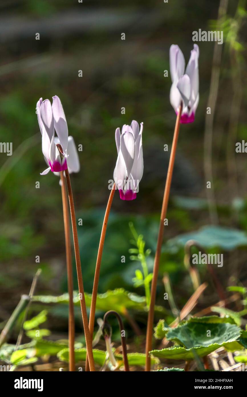 Rosafarbene Blüten und Knospen von Cyclamen krönen sich auf einem verschwommenen Hintergrund von grünem Gras. Selektiver Fokus Stockfoto