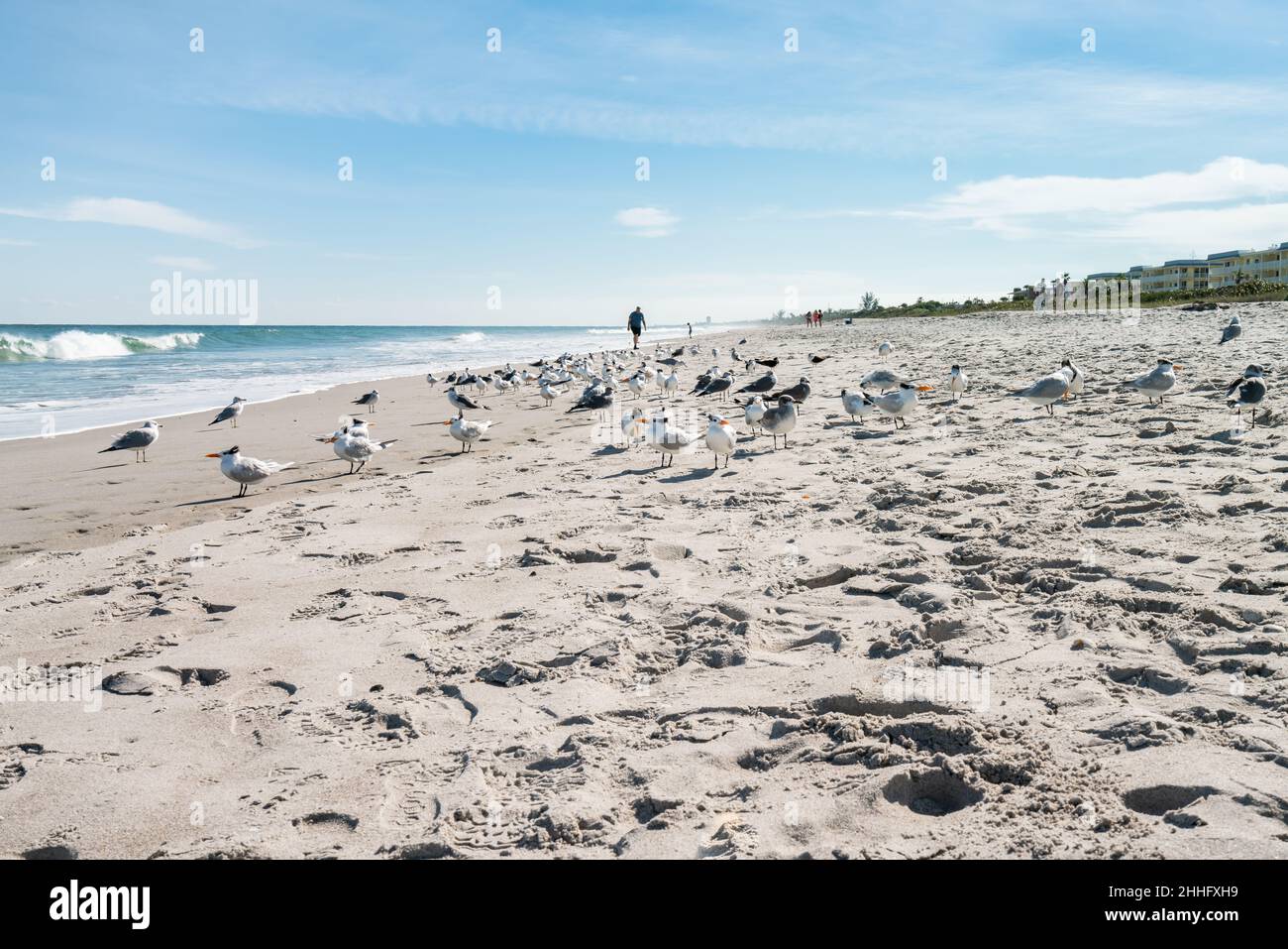 Schönes Bild mit Blick auf Melbourne Beach in Florida mit Möwenvögeln, aufgenommen im Dezember 2018. Stockfoto