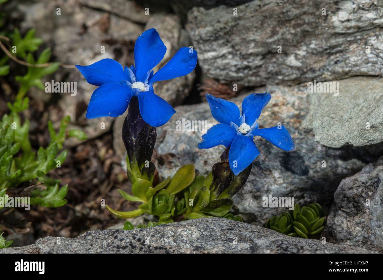 Kurzblättriger Gentian, Gentiana brachyphylla, blühend auf Geröll in den Alpen. Stockfoto