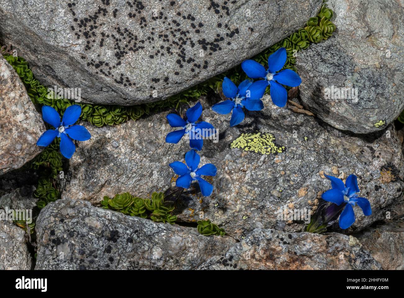 Kurzblättriger Gentian, Gentiana brachyphylla, blühend auf Geröll in den Alpen. Stockfoto