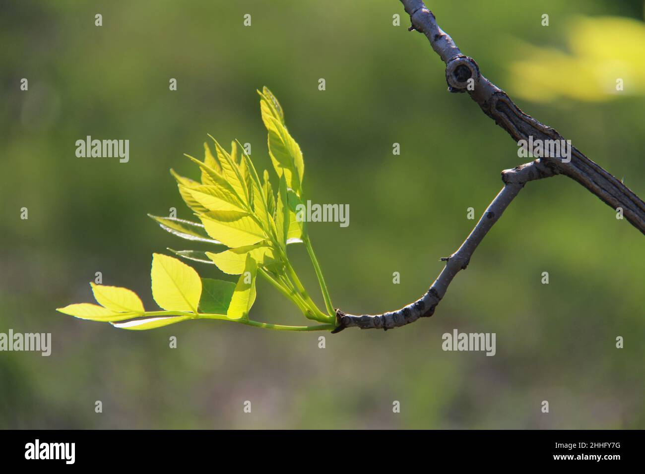 Zweig mit jungen Blättern auf einem verschwommenen Frühlingshintergrund im Sonnenlicht Stockfoto