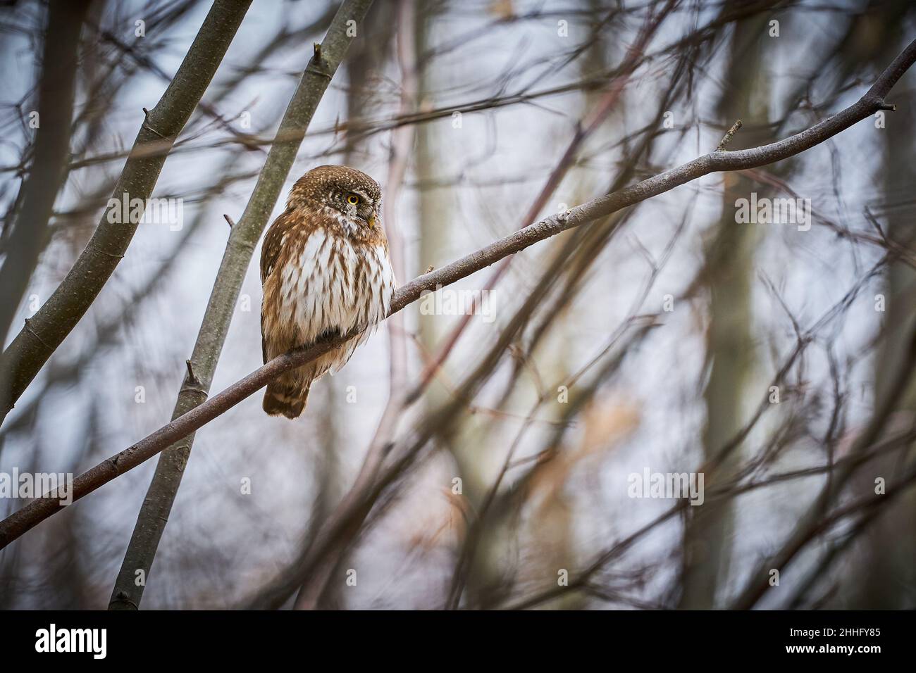 Zwergeule, sitzend auf einem Ast mit Winterwald Hintergrund. Schöner Vogel im Abenduntergang. Wildlife-Szene aus der wilden Natur. Eurasisches tannenbir Stockfoto