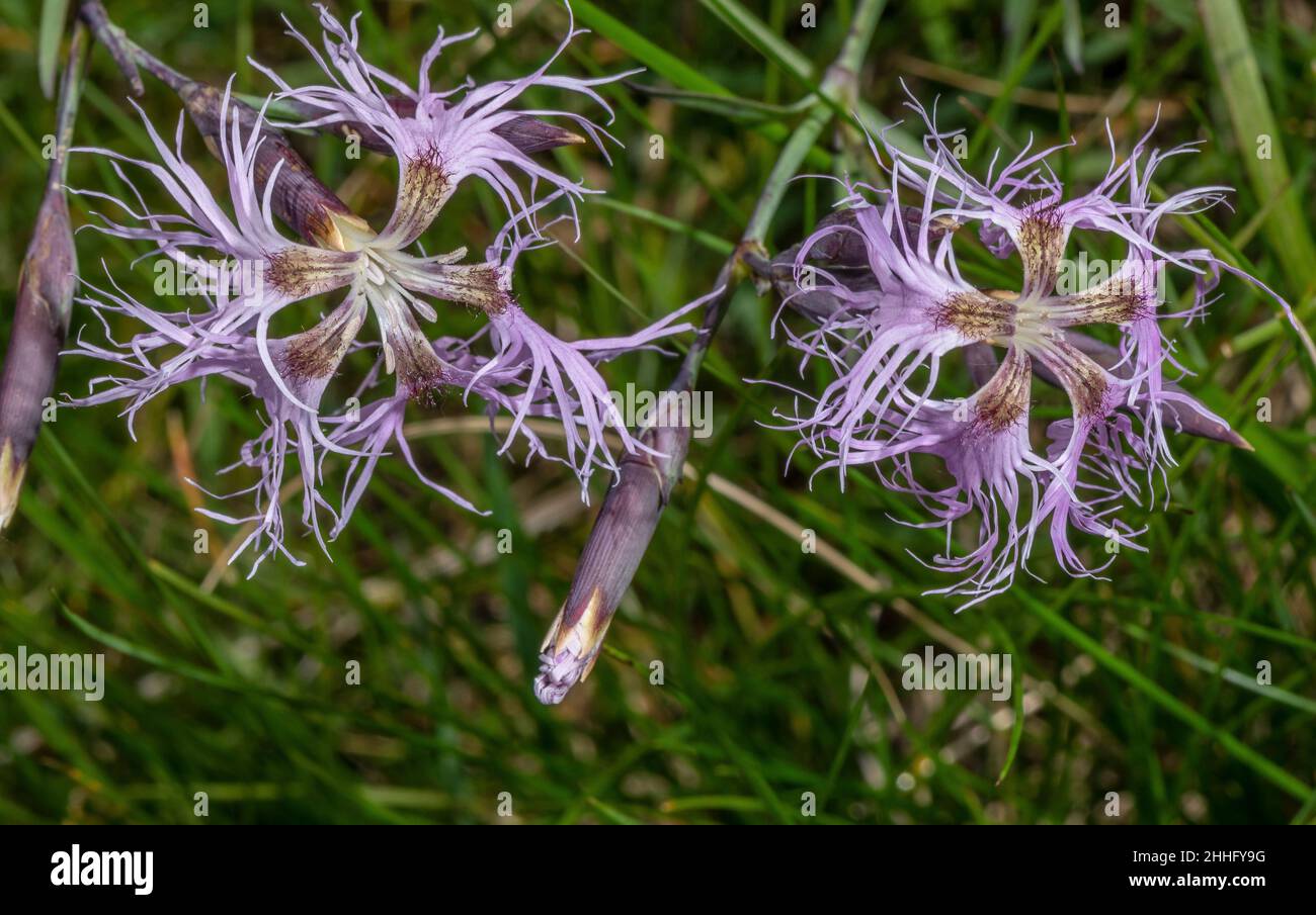 Rosa, Dianthus superbus, in Blüte im alpinen Grasland, Schweizer Alpen. Stockfoto