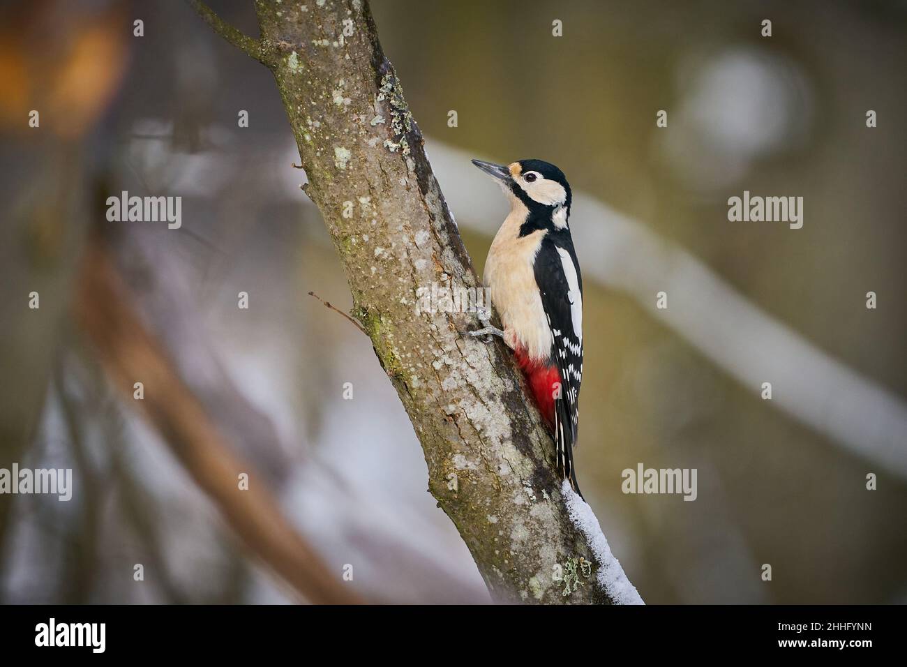 Buntspecht (Dendrocopos major), der auf einem Ast thront. Wildlife-Szene aus der Natur. Tier in der Natur Lebensraum. Vogel im Winterwald.im Fro Stockfoto