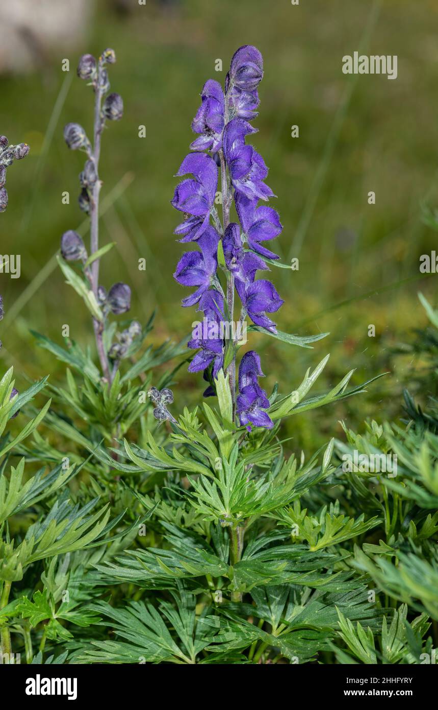 Ein Monksholz, Aconitum napellus subsp. Vulgare, blühend im alpinen Grasland, Schweizer Alpen. Stockfoto