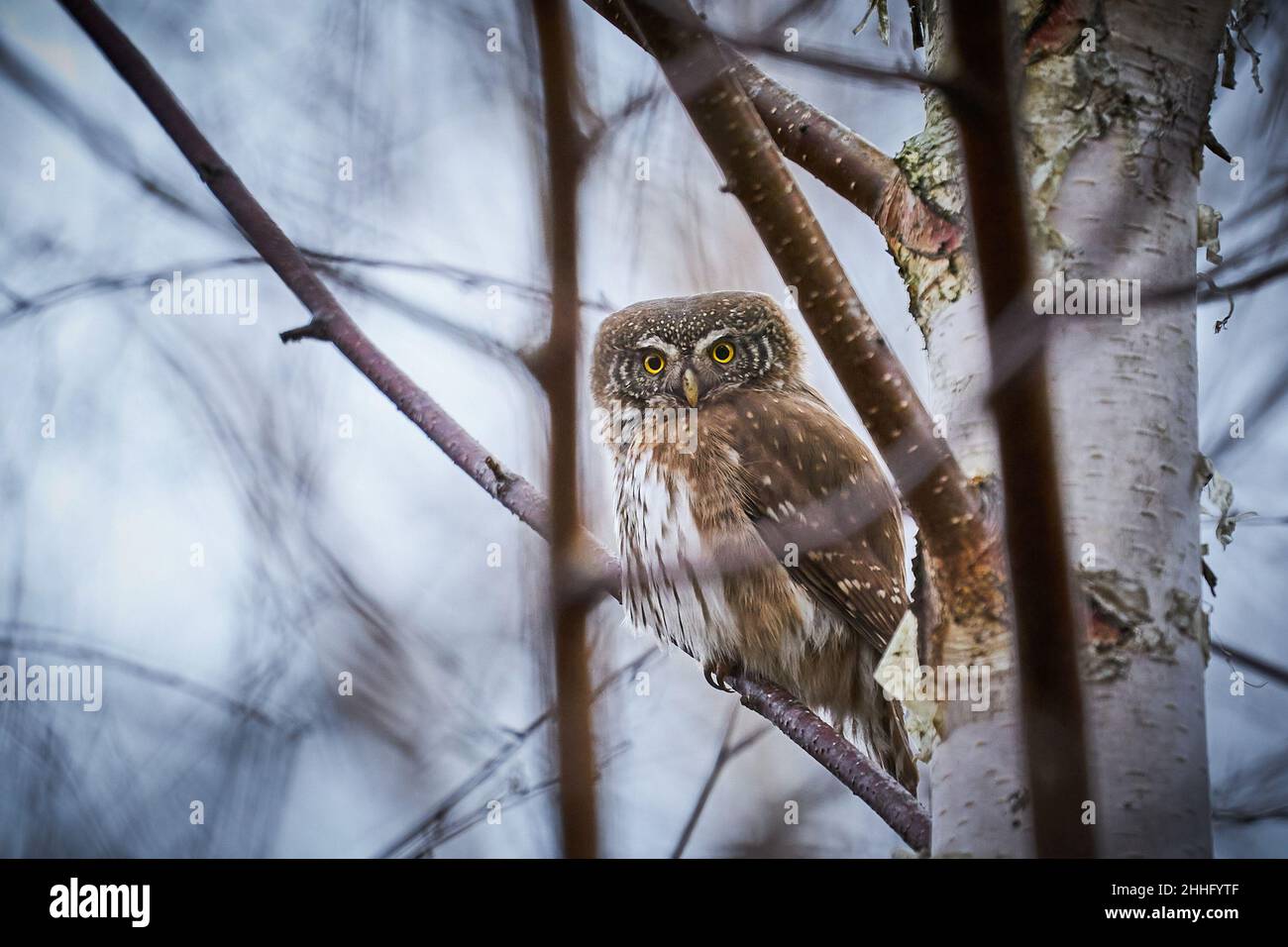 Zwergeule, sitzend auf einem Ast mit Winterwald Hintergrund. Schöner Vogel im Abenduntergang. Wildlife-Szene aus der wilden Natur. Stockfoto