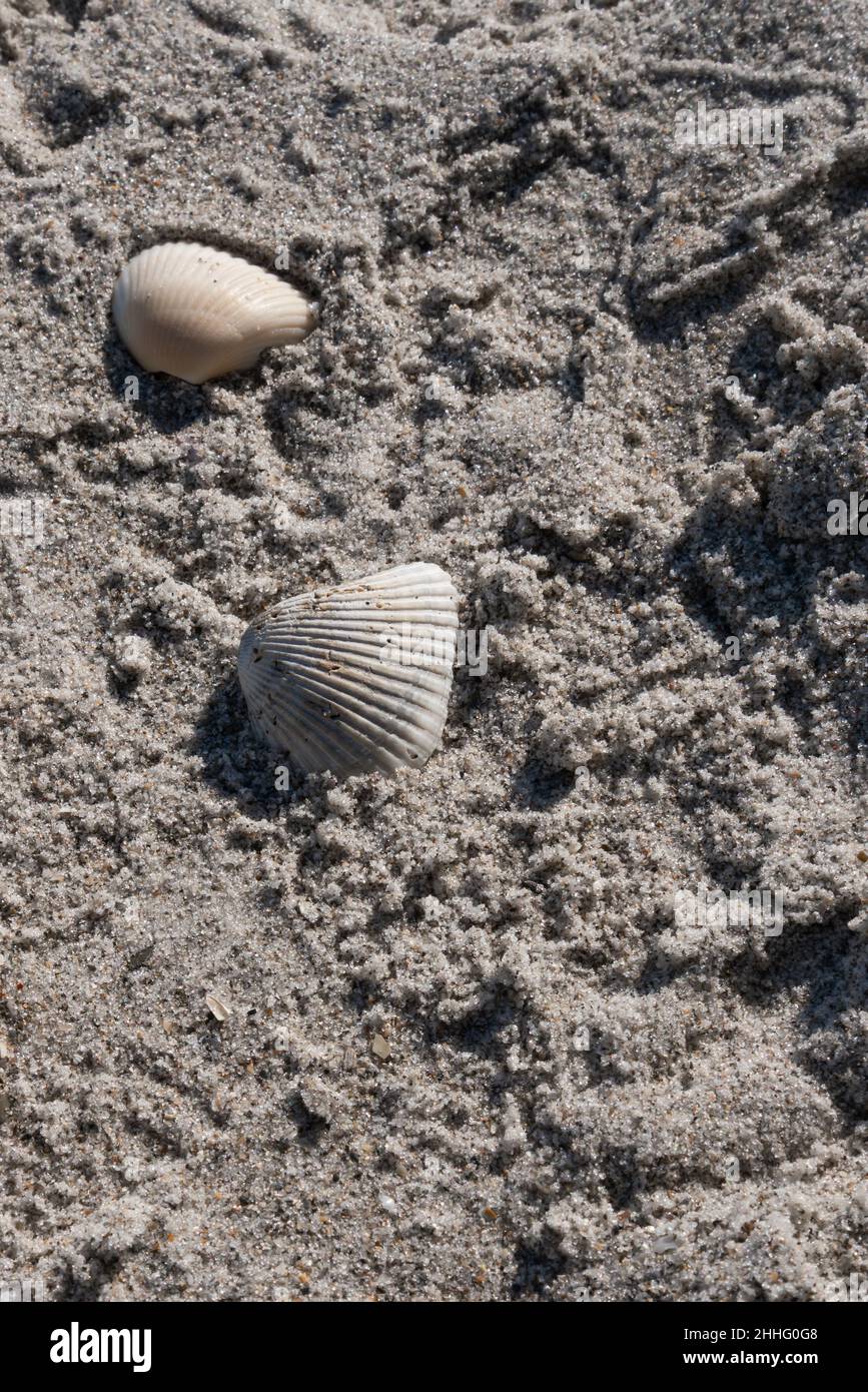 Wunderschöne Muschel oder Muschel am Strand Sand in Melbourne, Florida. Stockfoto