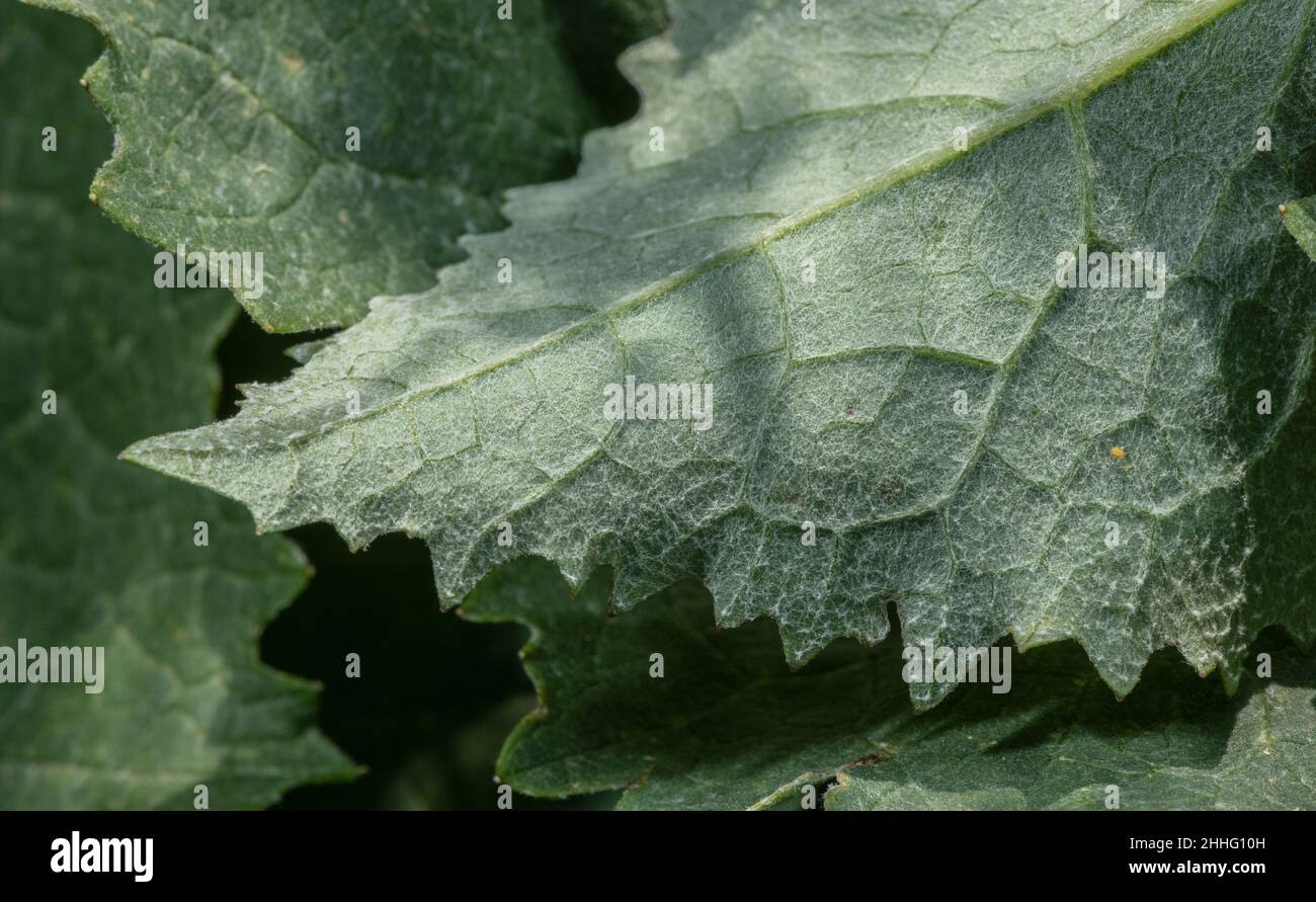 Weißblättrige Adenostile, Adenostile leucophylla, in den Schweizer Alpen. Unterseite des Blattes aus Baumwolle. Stockfoto