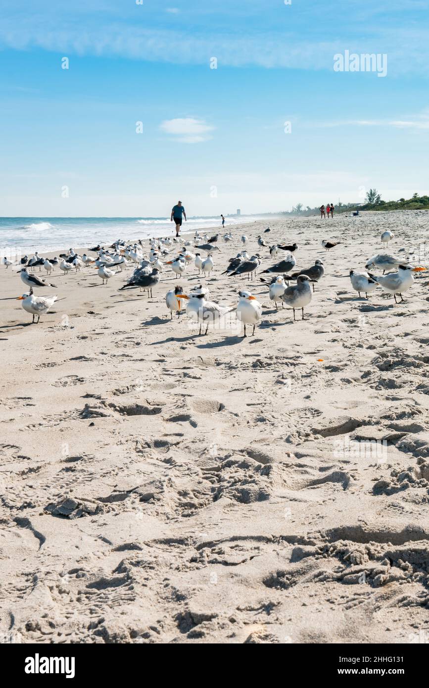 Schönes Bild mit Blick auf Melbourne Beach in Florida mit Möwenvögeln, aufgenommen im Dezember 2018. Stockfoto