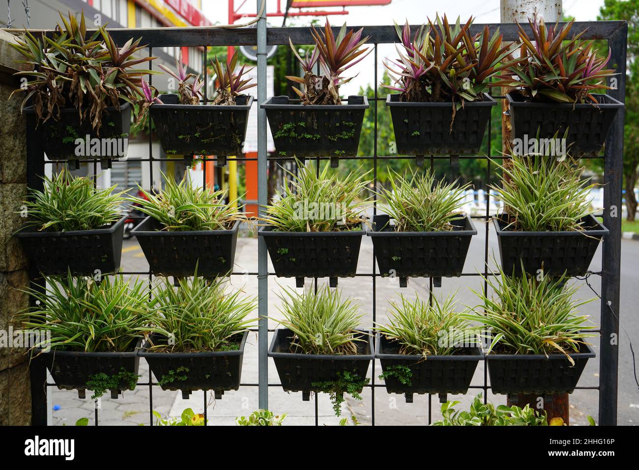 Vertikale Gärten oder oft auch als grüne Wände, lebende Wände, Biowalls oder Ökobilde bezeichnet, sind eine Methode, um Kulturen auf schmalen und begrenzten Flächen u anzubauen Stockfoto
