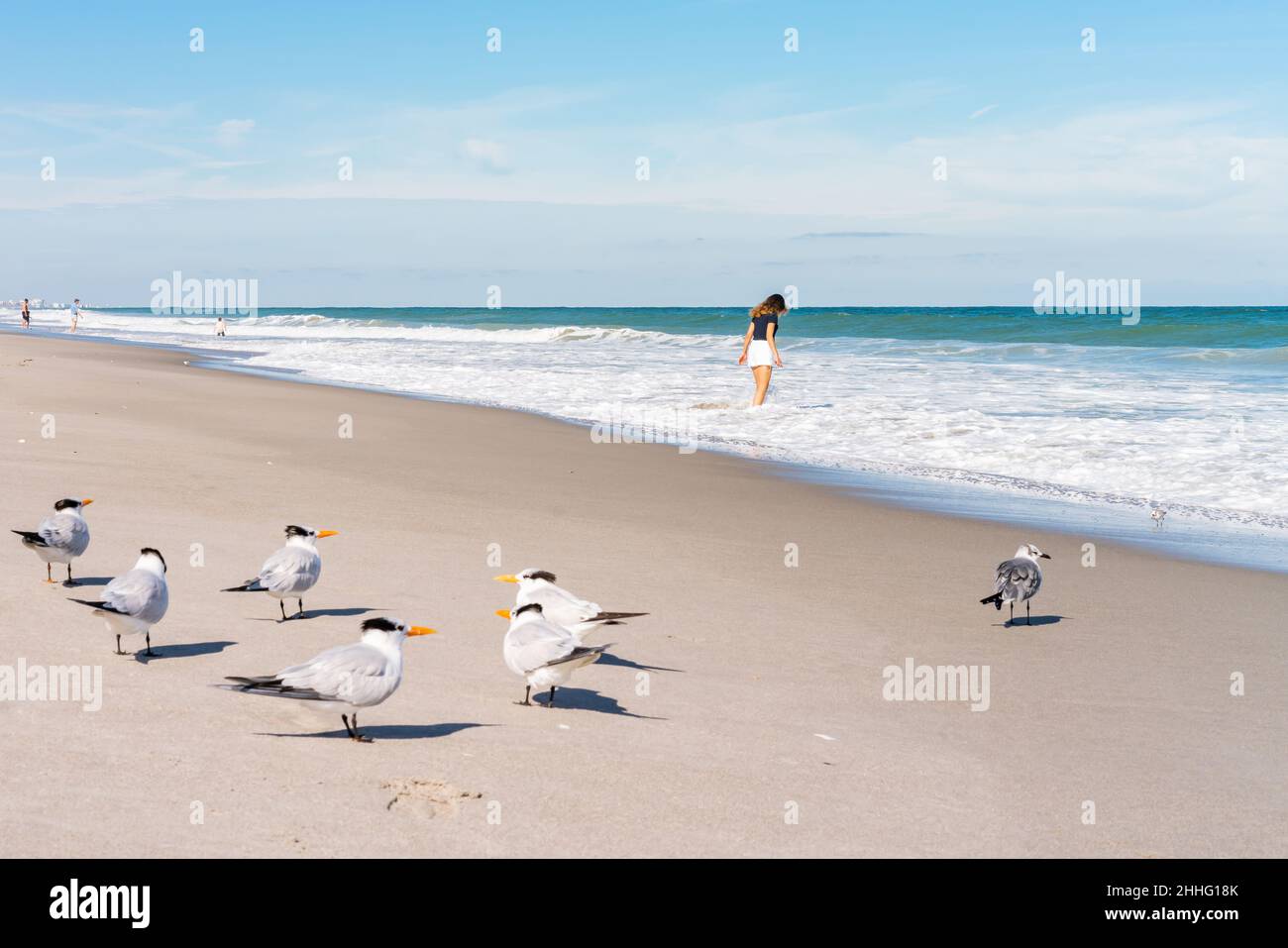 Schönes Bild mit Blick auf Melbourne Beach in Florida mit Möwenvögeln, aufgenommen im Dezember 2018. Stockfoto