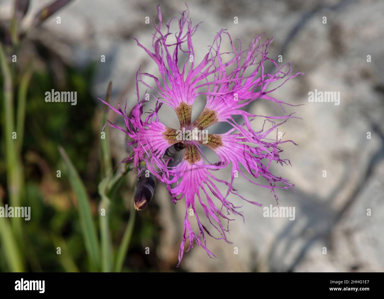 Rosa, Dianthus superbus, in Blüte im alpinen Grasland, Schweizer Alpen. Stockfoto