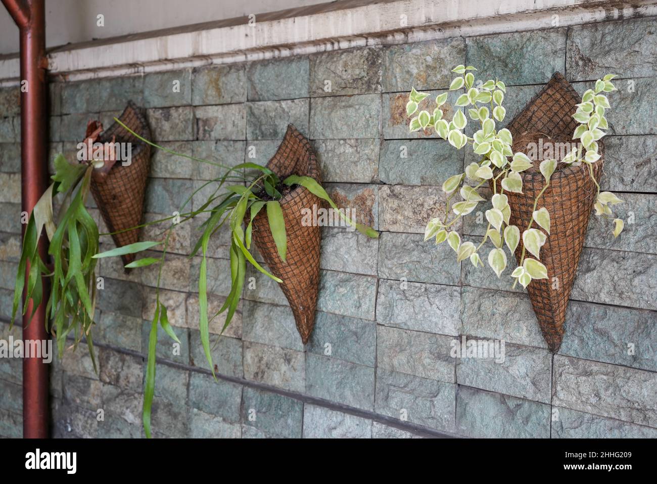 Vertikale Gärten oder oft auch als grüne Wände, lebende Wände, Biowalls oder Ökobilde bezeichnet, sind eine Methode, um Kulturen auf schmalen und begrenzten Flächen u anzubauen Stockfoto