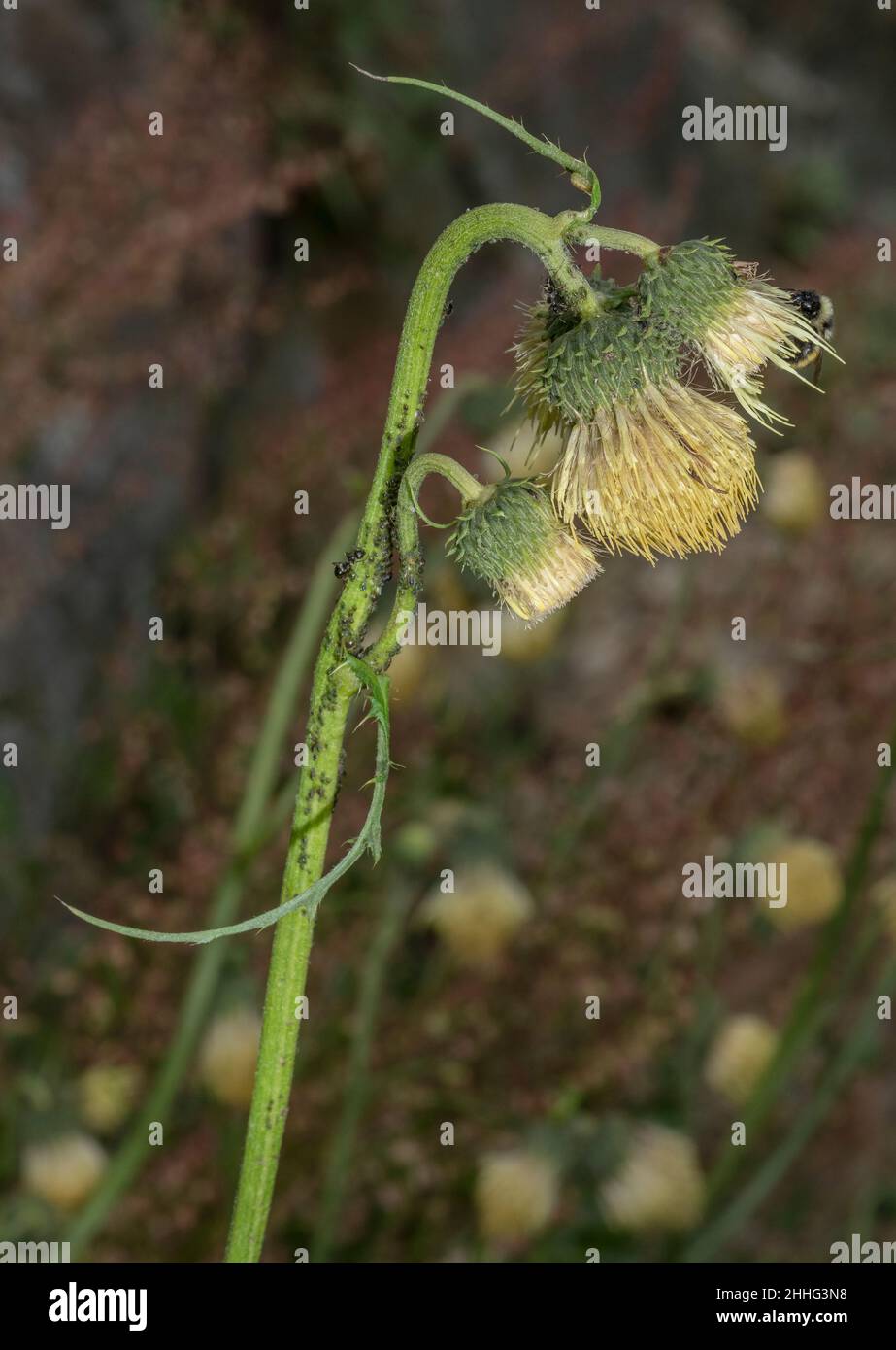 Gelber melanterischer Thistle, Cirsium erisithales in Blüte in den Schweizer Alpen. Stockfoto