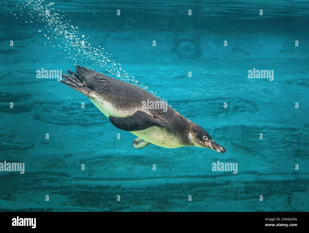 Humboldt-Pinguintauchen Stockfoto