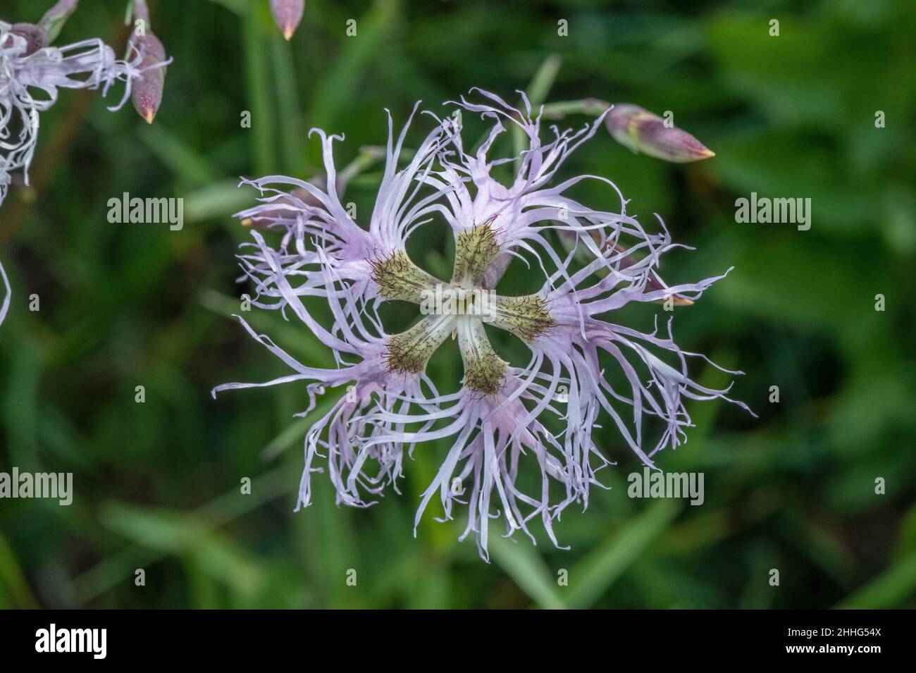 Pink gesäumt, blühter Dianthus-Superbus in den Alpen. Stockfoto