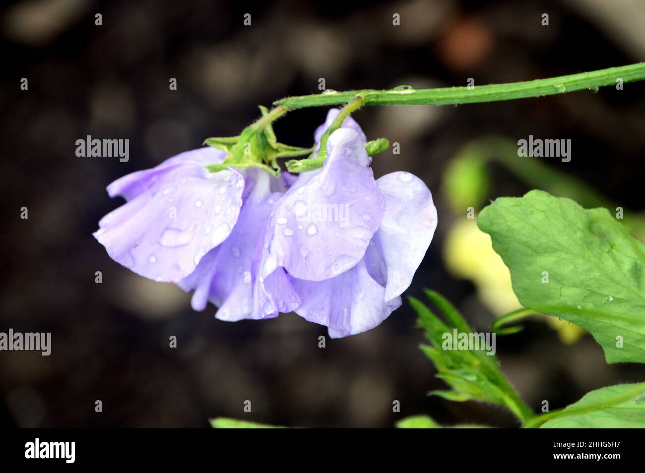 Lavendel/Blaue süße Erbse 'Unser Harry' (Lathyrus odoratus) wird im Gemüsegarten von RHS Garden Harlow Carr, Harrogate, Yorkshire, England, Großbritannien angebaut. Stockfoto